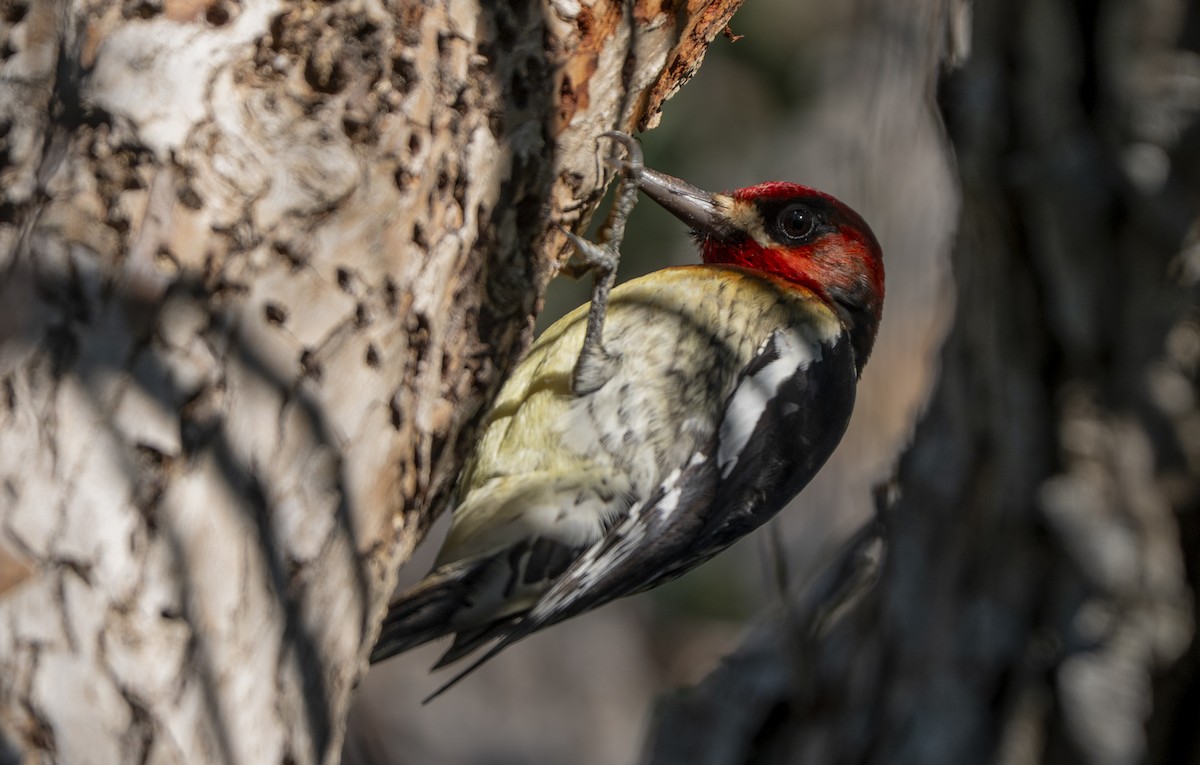 Feuerkopf-Saftlecker - ML646563056