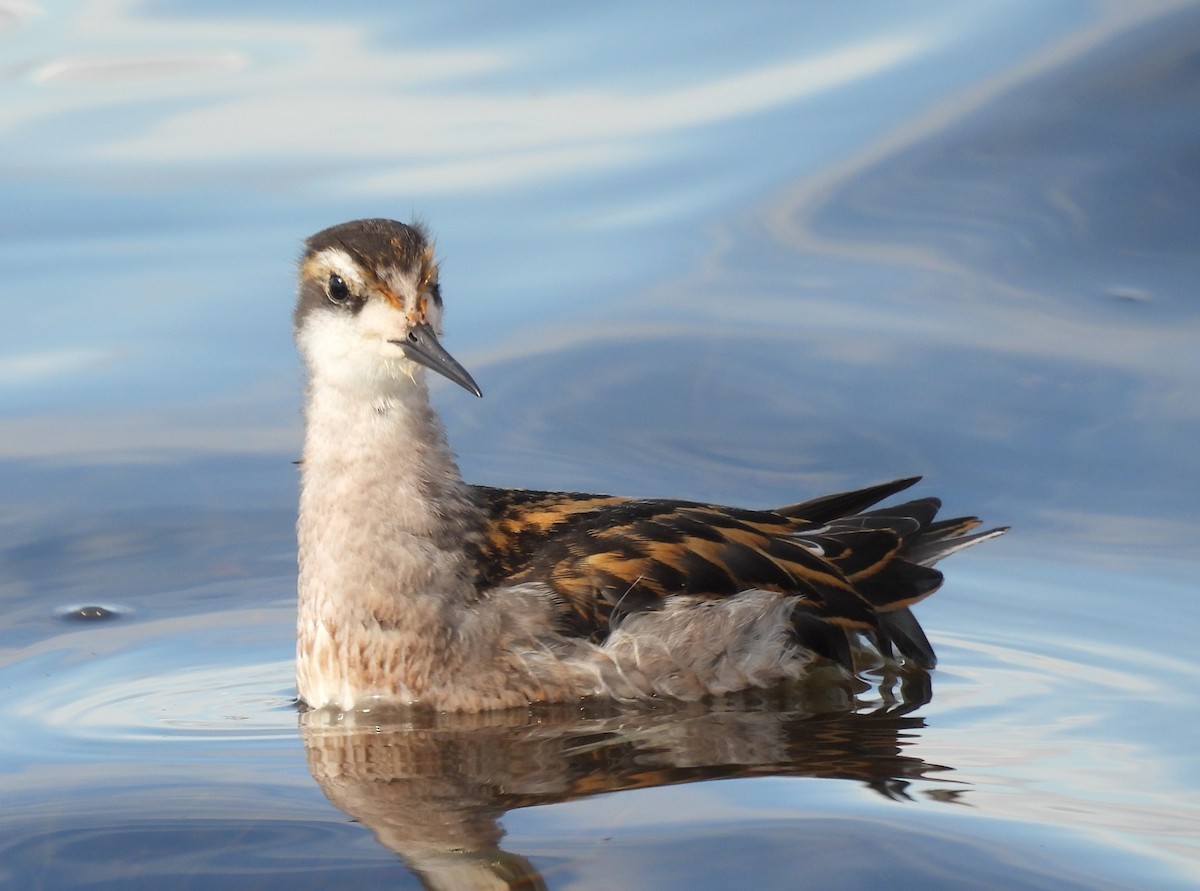Phalarope à bec étroit - ML646563057