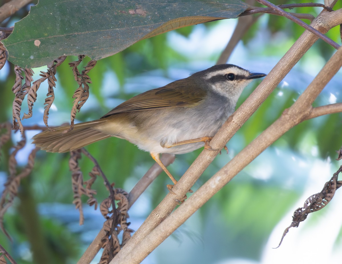 White-striped Warbler - ML646563058