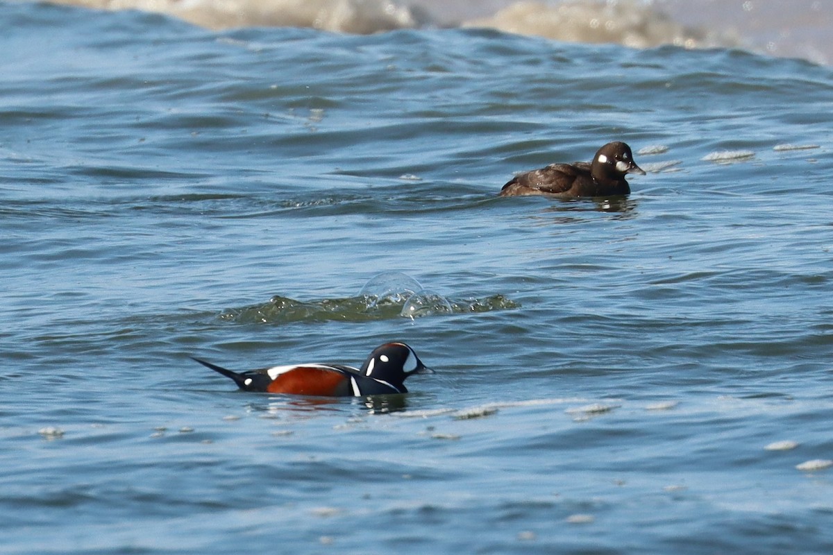 Harlequin Duck - ML646563059