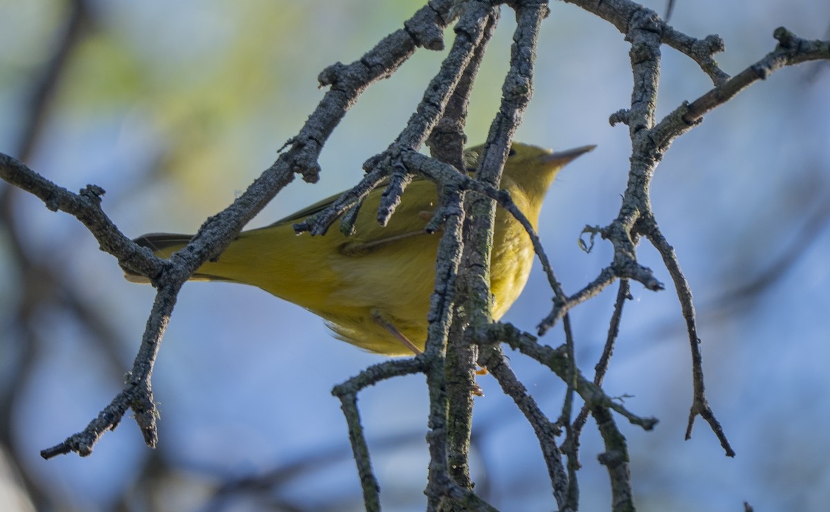 Goldwaldsänger - ML646563067