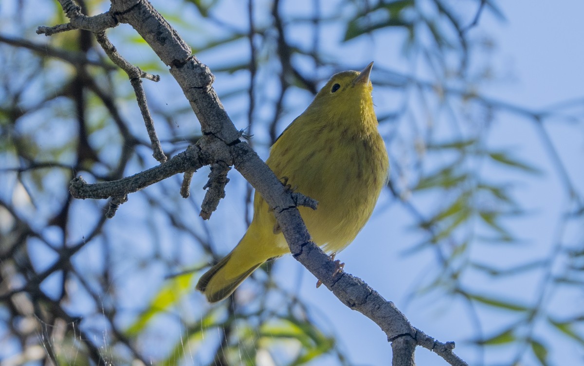 Goldwaldsänger - ML646563068