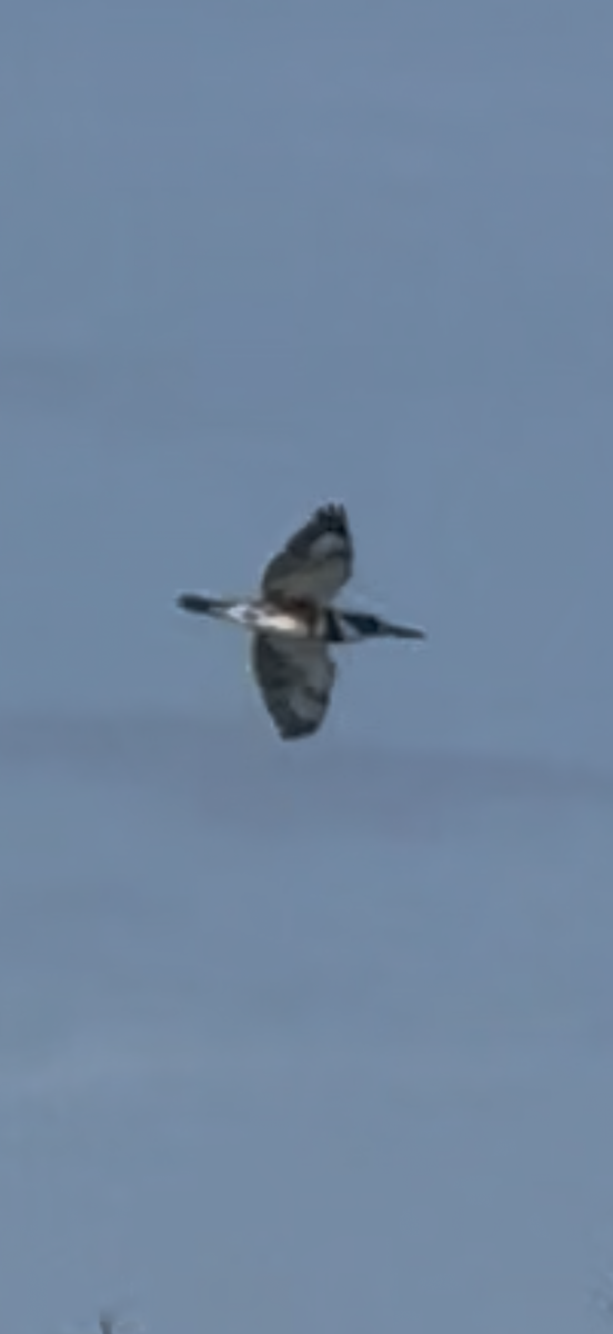 Belted Kingfisher - ML646563075