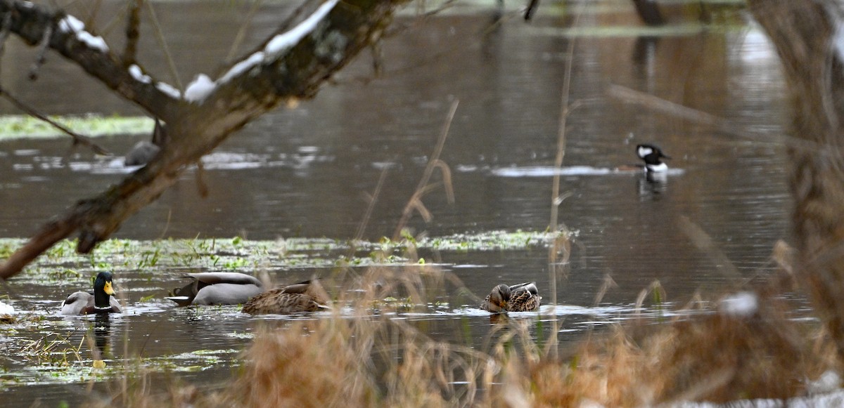 綠頭鴨 - ML646563079