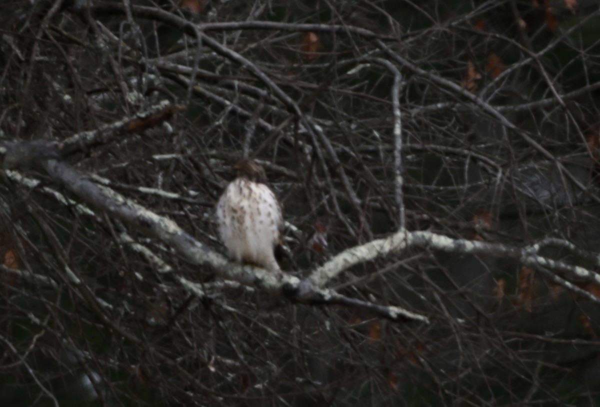 Red-tailed Hawk - ML646563080