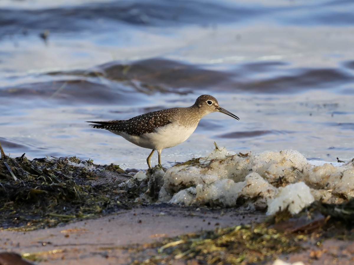 Solitary Sandpiper - ML646563081