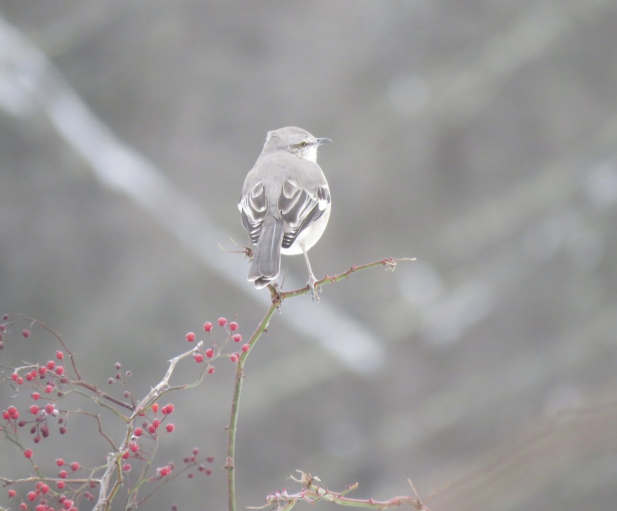 Northern Mockingbird - ML646563082