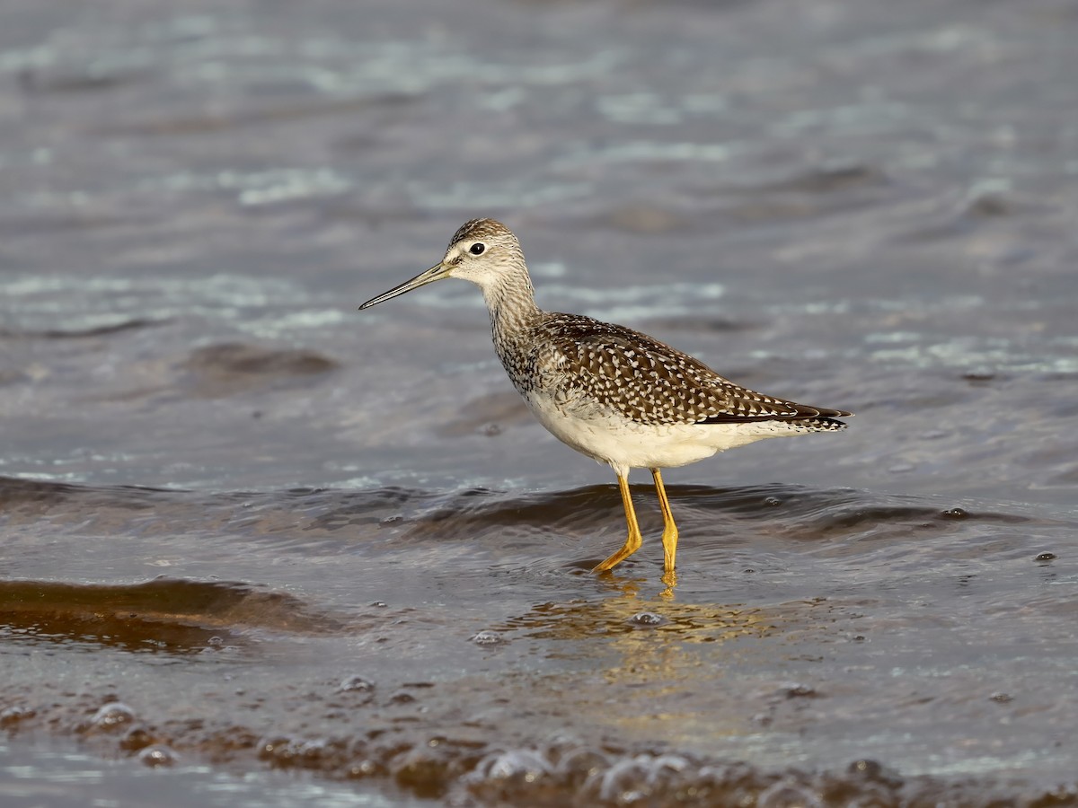 vodouš velký - ML646563083