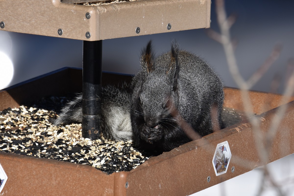 Abert's Squirrel - ML646563085