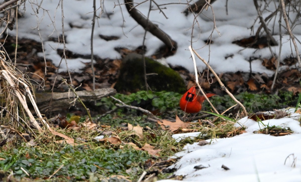 rødkardinal - ML646563086