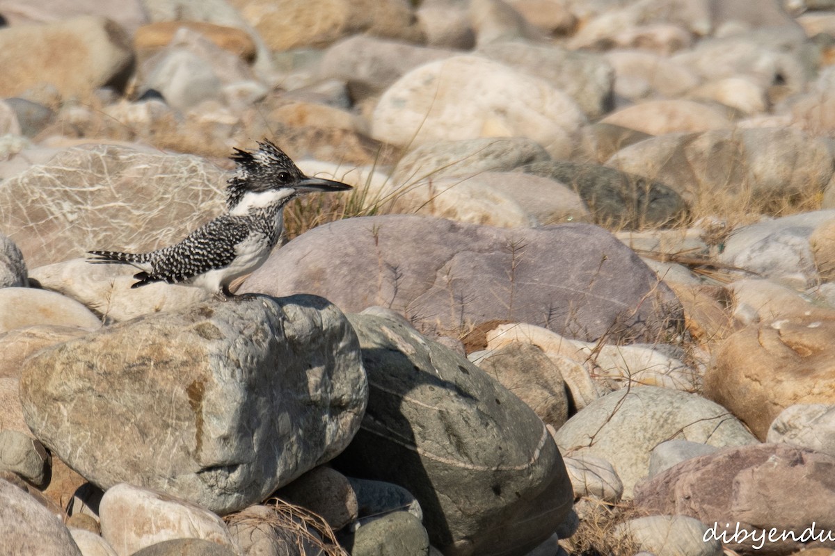 Crested Kingfisher - ML646563093