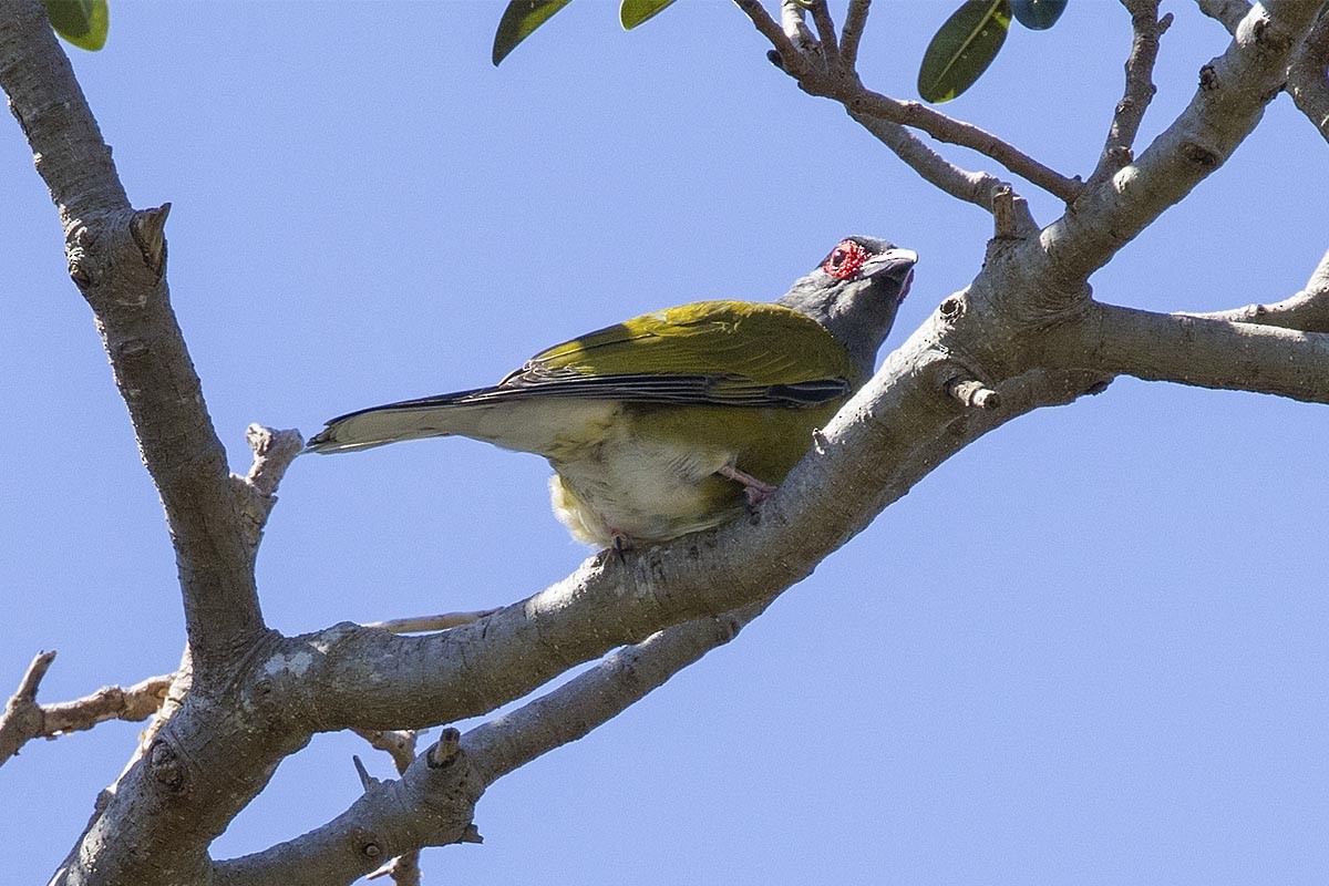 Australasian Figbird - ML646563094