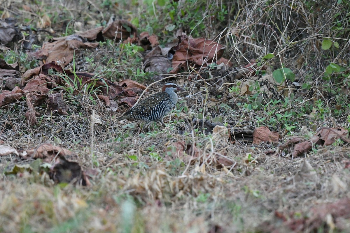 Buff-banded Rail - ML646563096