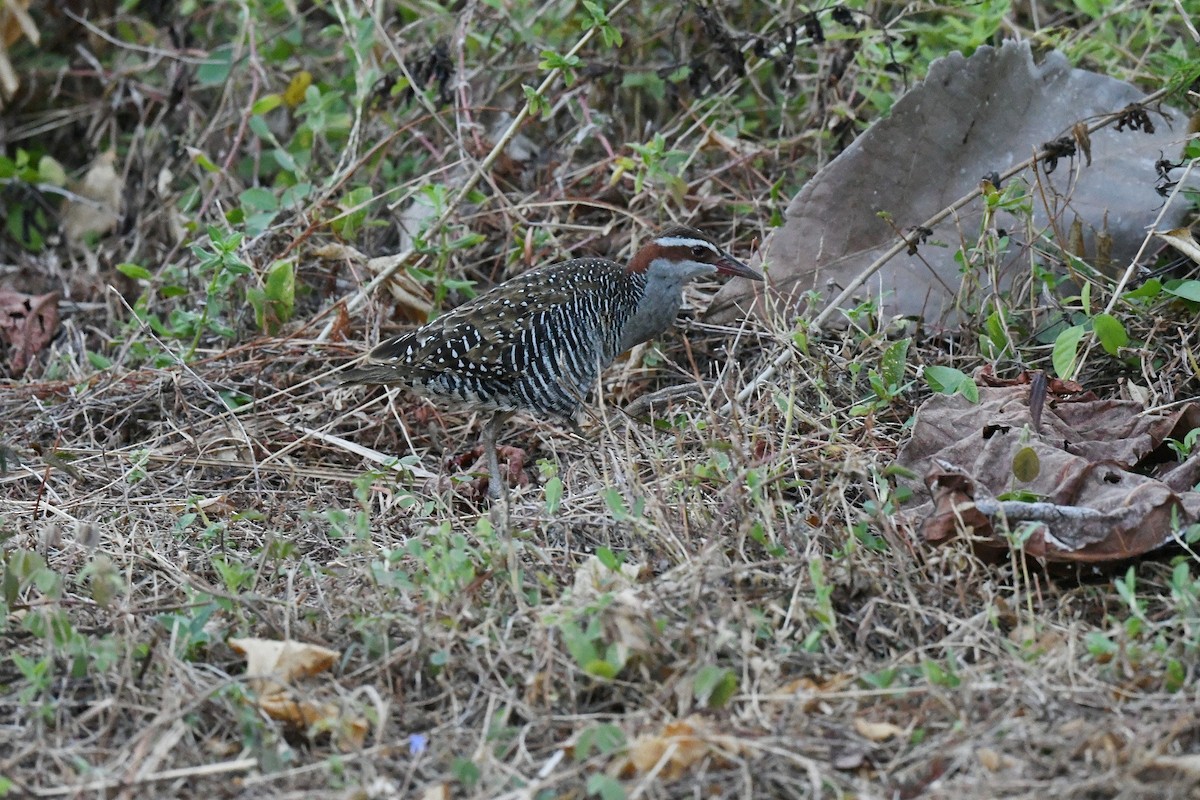 Buff-banded Rail - ML646563097