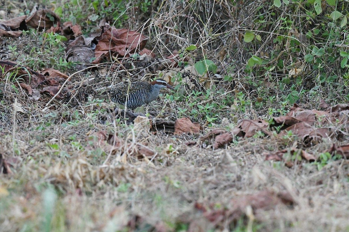 Buff-banded Rail - ML646563098