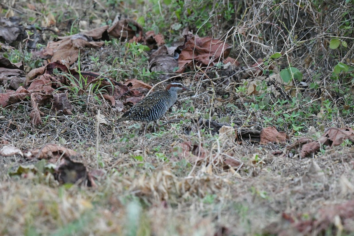 Buff-banded Rail - ML646563099