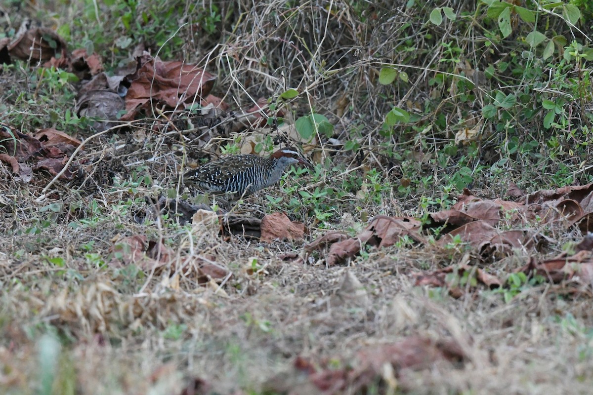 Buff-banded Rail - ML646563100