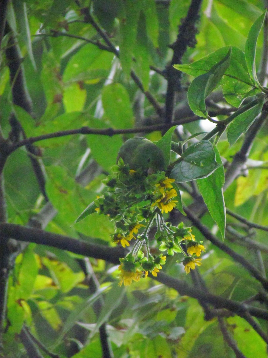 Spectacled Parrotlet - ML646563101