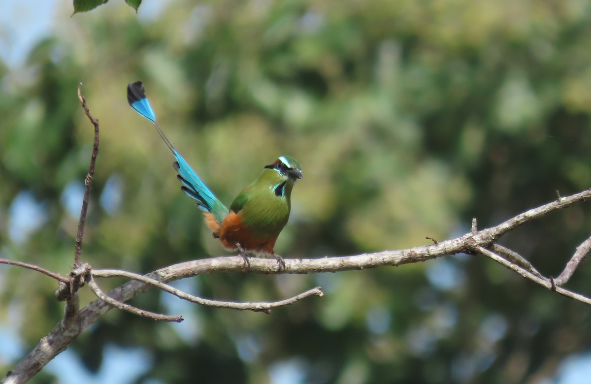 Момот рудочеревий - ML646563102