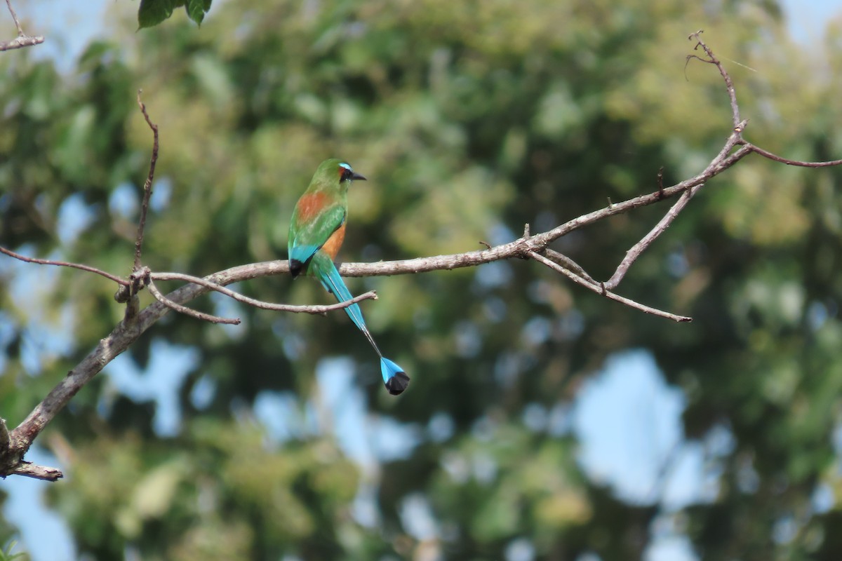 Момот рудочеревий - ML646563106