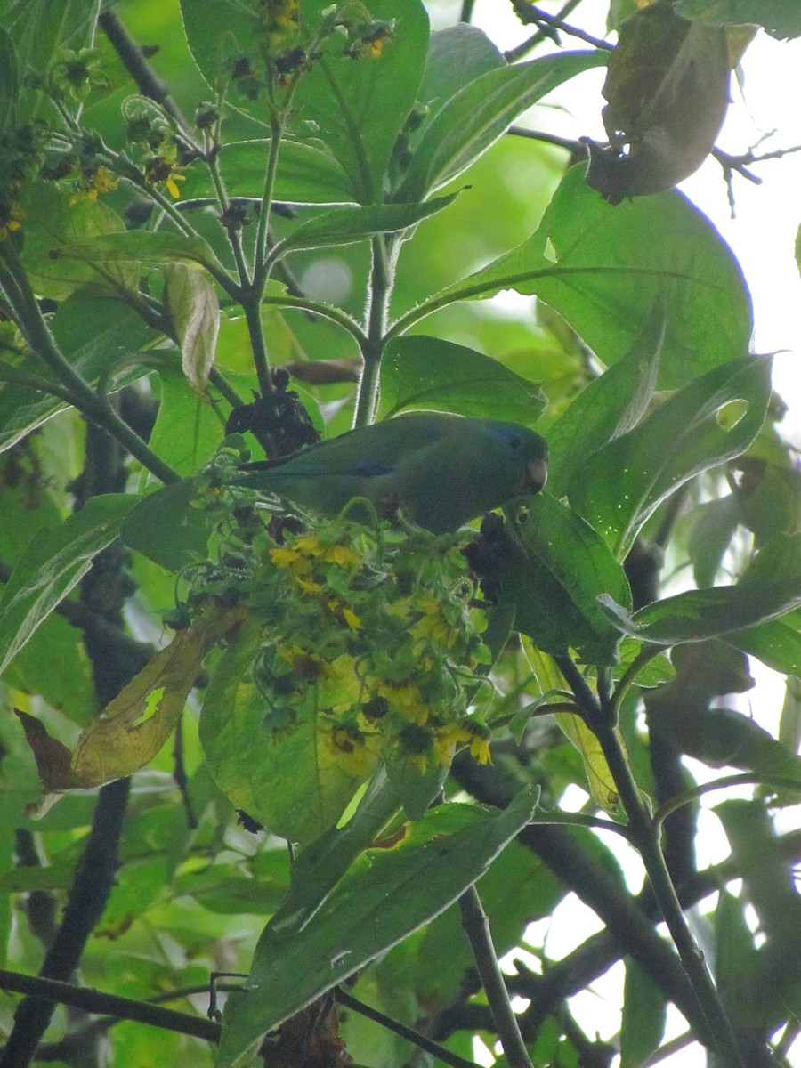 Spectacled Parrotlet - ML646563107
