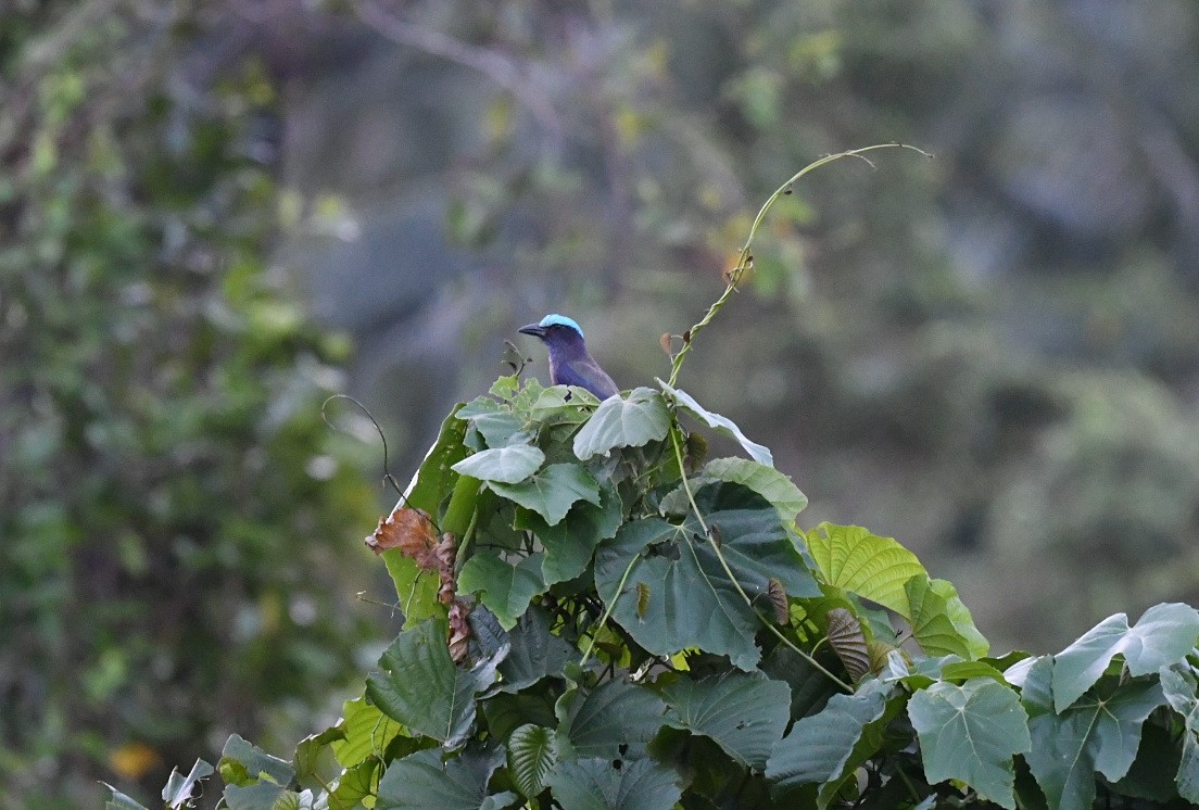 Purple-winged Roller - ML646563108
