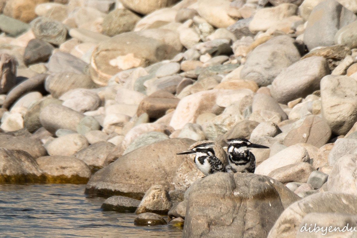 斑翡翠 - ML646563109