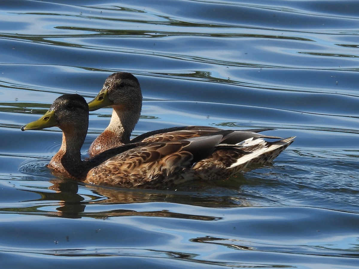 綠頭鴨 - ML646563110