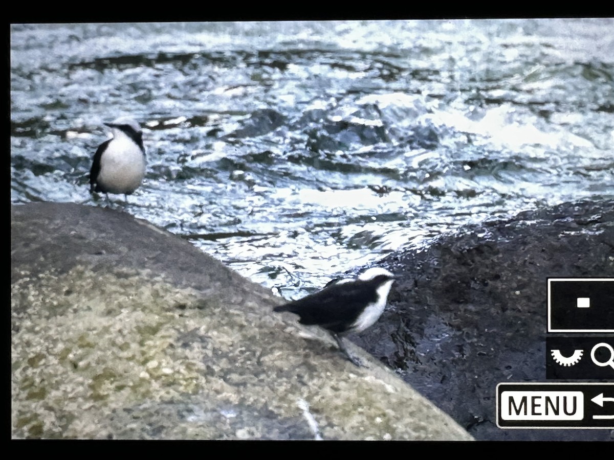 White-capped Dipper - ML646563111