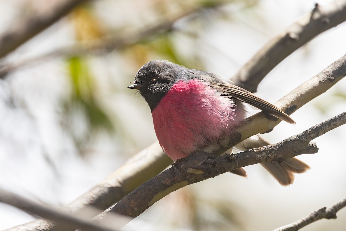 Pink Robin - ML646563112