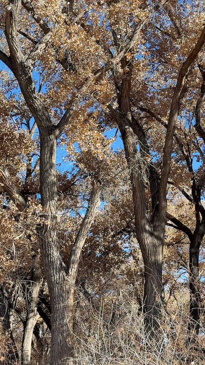 Western Screech-Owl - ML646563113