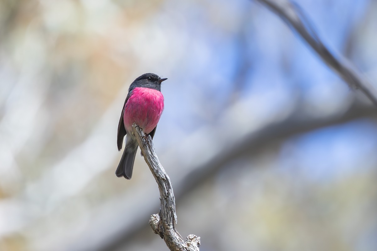 Pink Robin - ML646563115