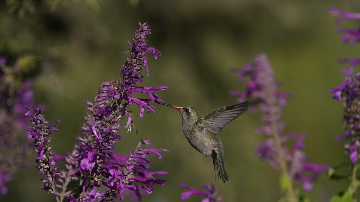 Dusky Hummingbird - ML646563116