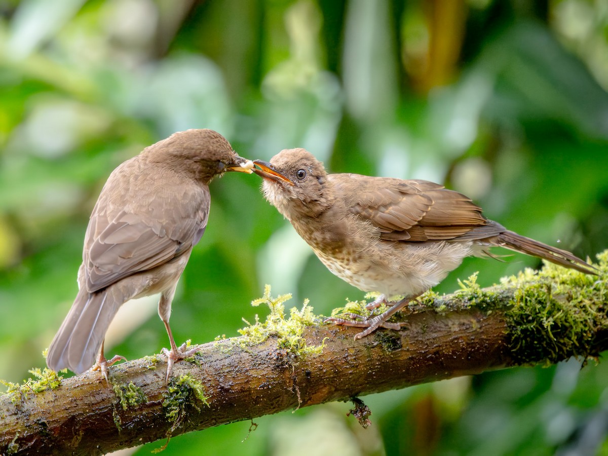 Black-billed Thrush - ML646563117