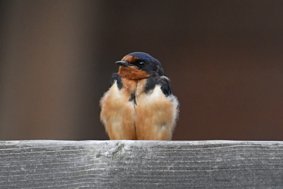 Асрын хараацай - ML646563119