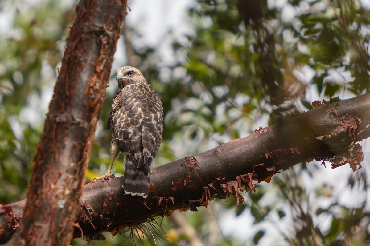 Red-shouldered Hawk - ML646563120