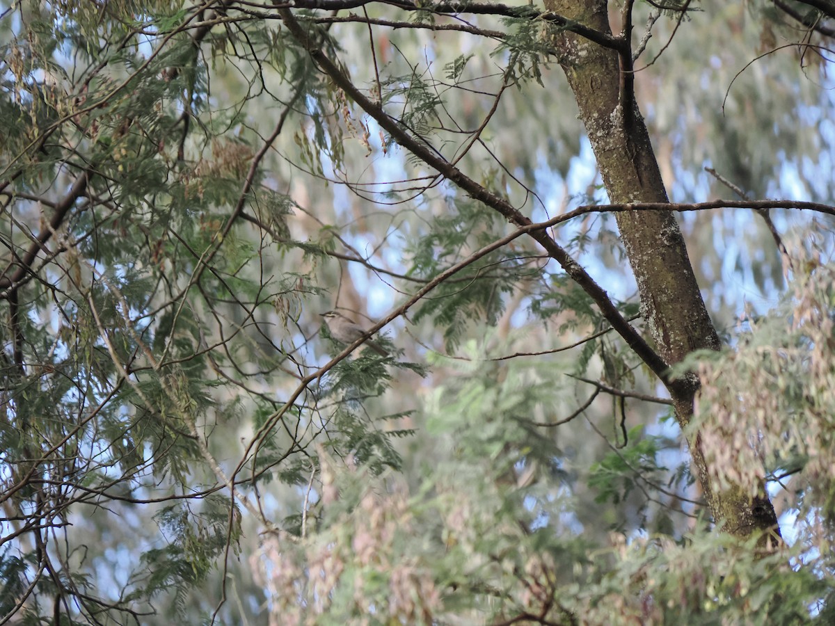 Sarı Yanaklı Balkuşu - ML646563121