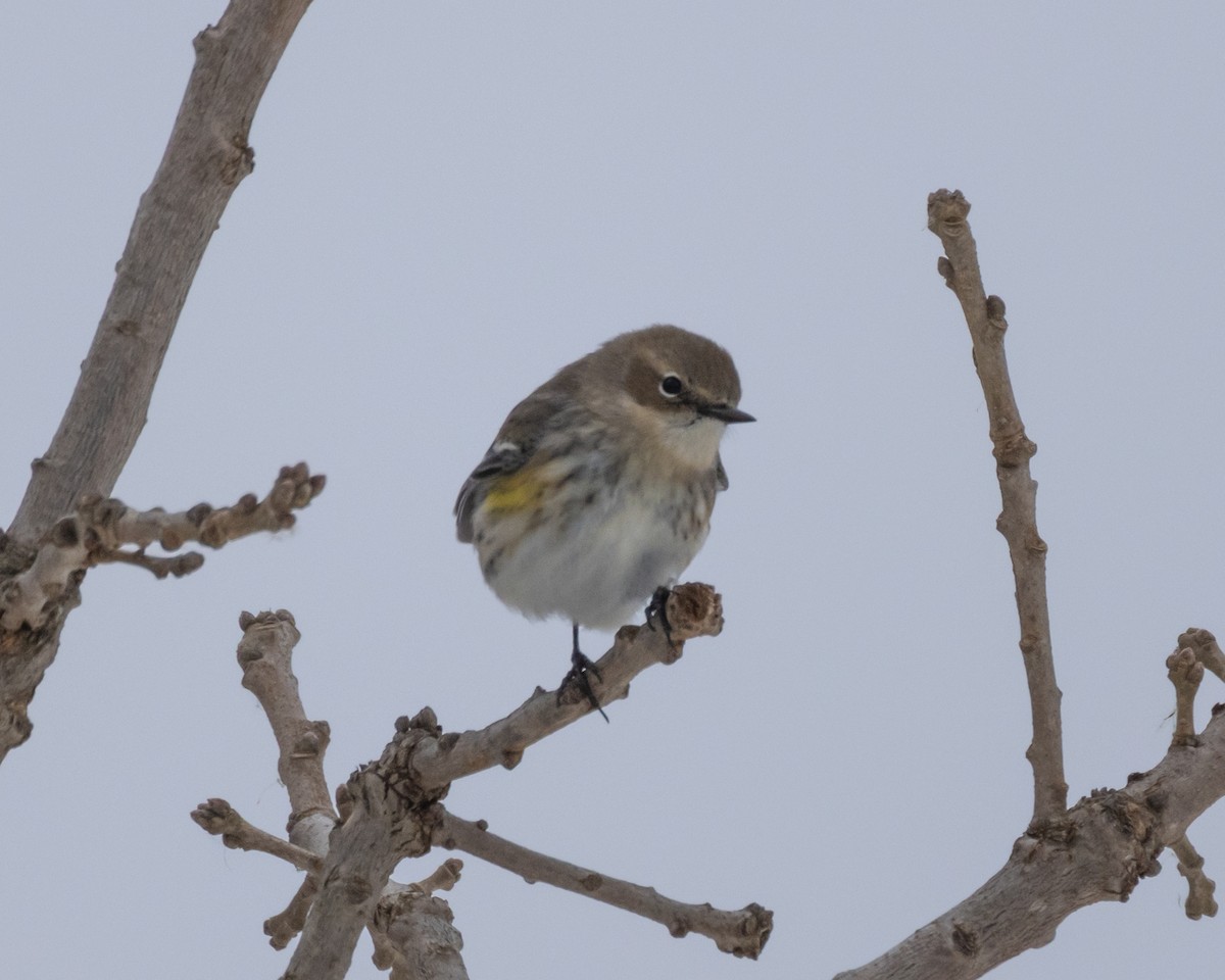 Yellow-rumped Warbler - ML646563122