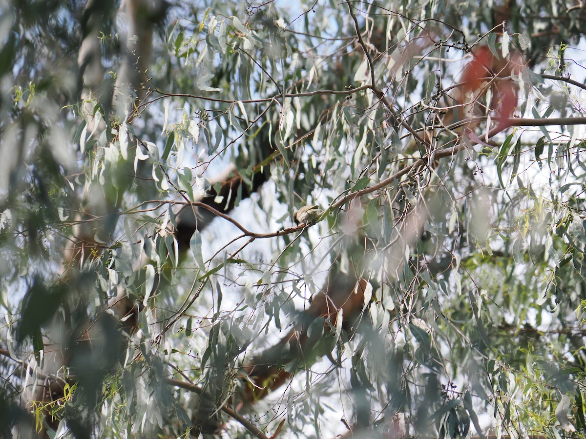 Sarı Yanaklı Balkuşu - ML646563123