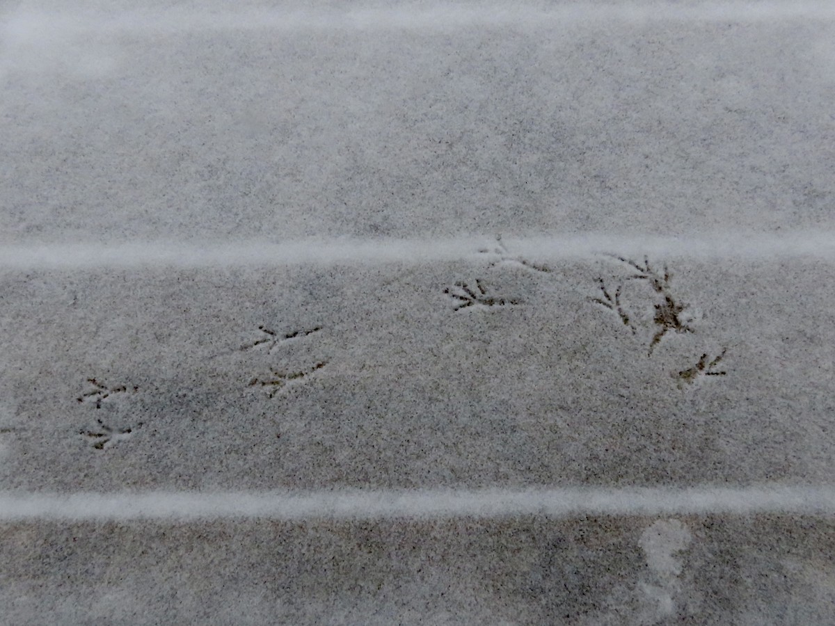 יונקו כהה-עין - ML646563129