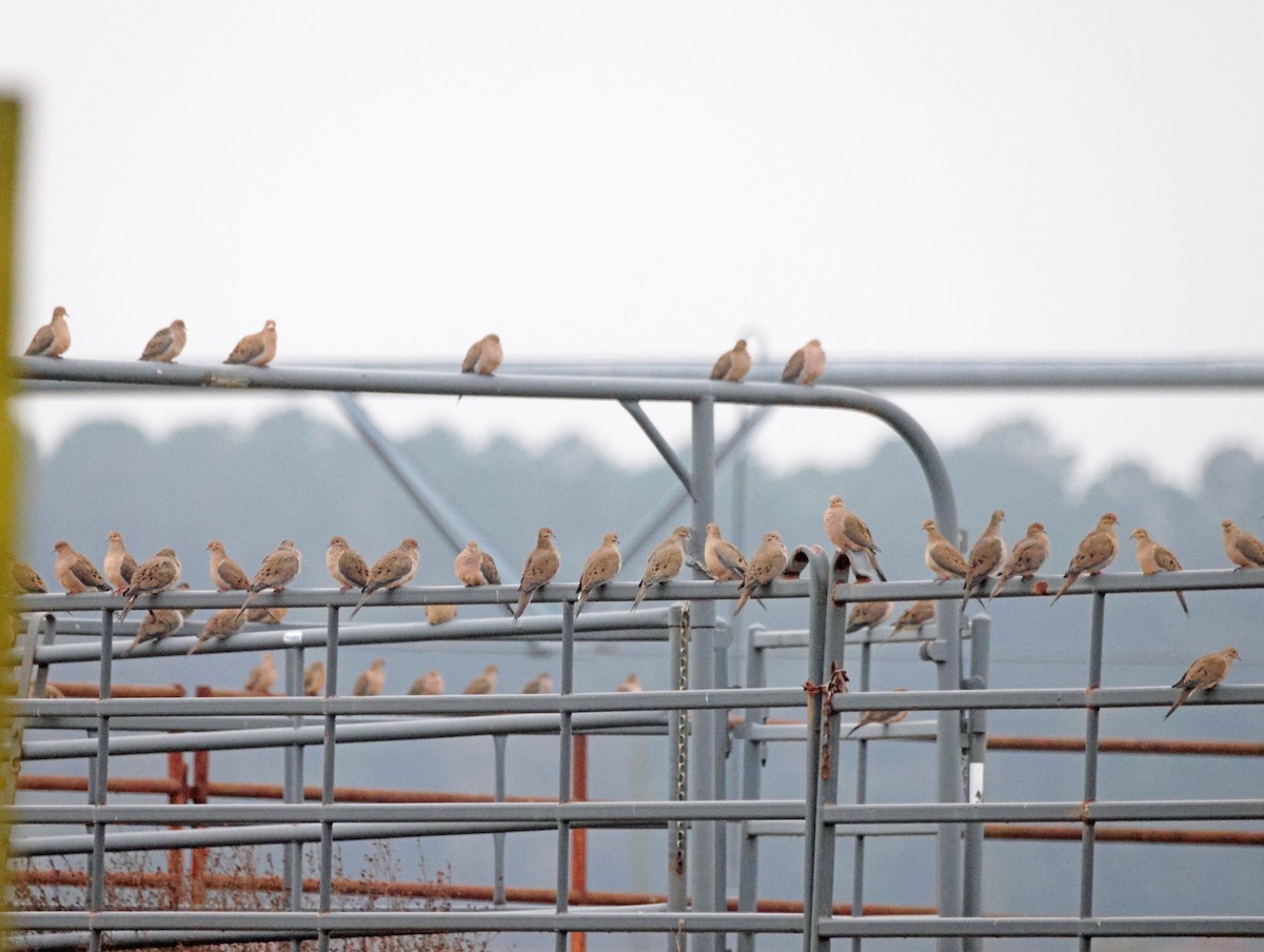 Mourning Dove - ML646563131