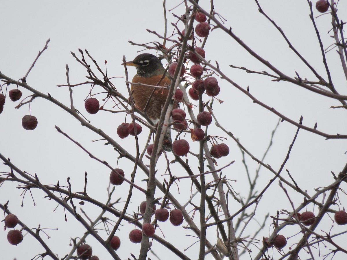 American Robin - ML646563132