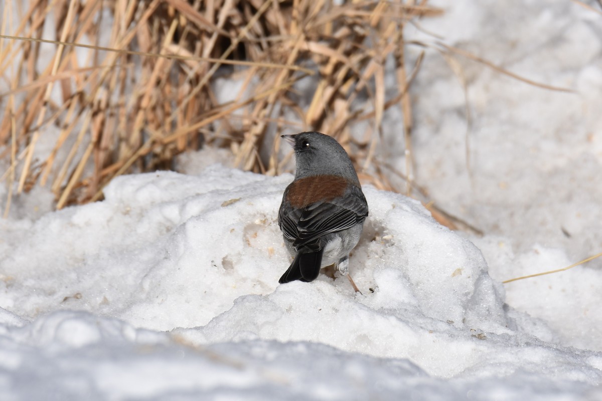 Dark-eyed Junco (Gray-headed) - ML646563134