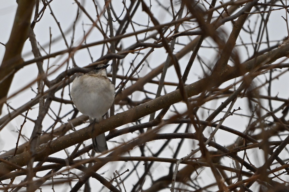 Northern Mockingbird - ML646563149