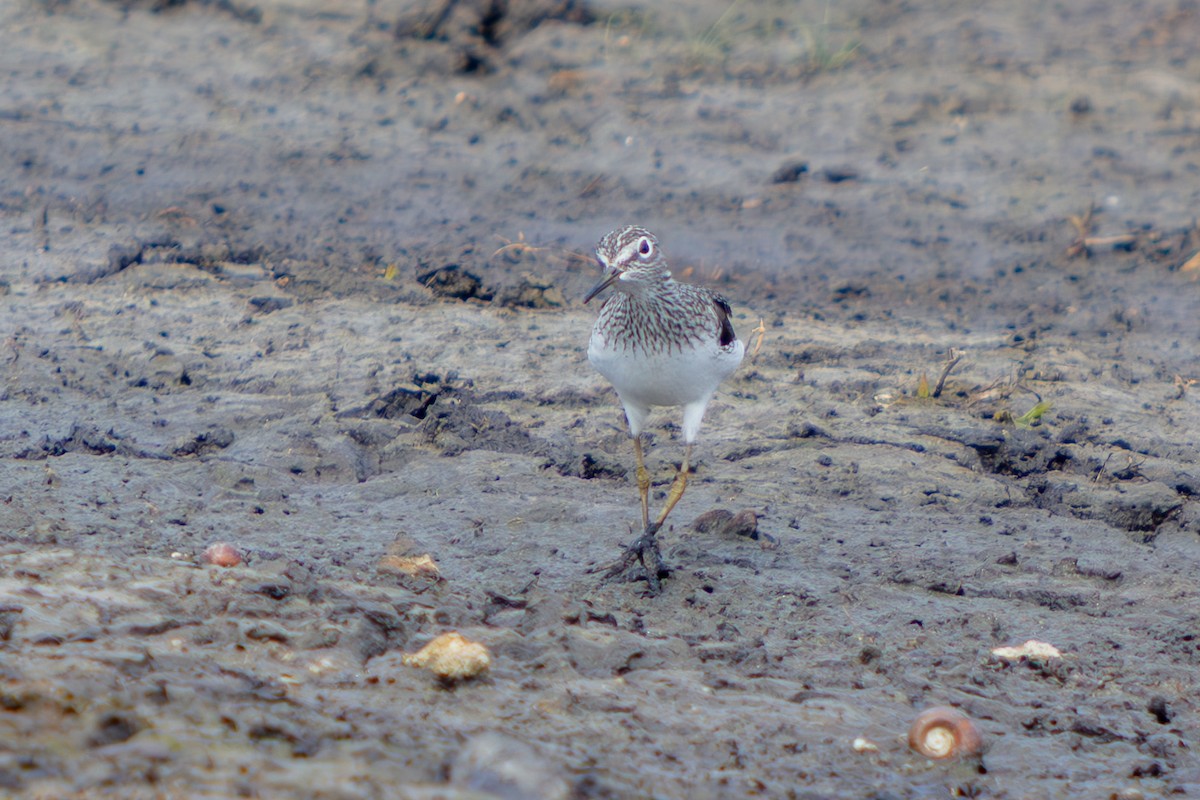 Solitary Sandpiper - ML646563151