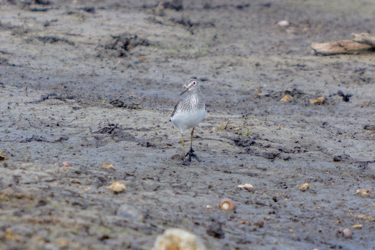 Solitary Sandpiper - ML646563152