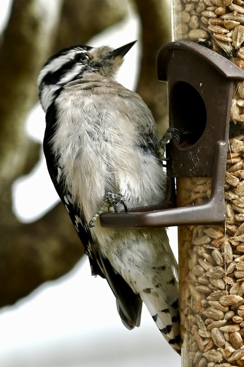 Downy Woodpecker - ML646563154