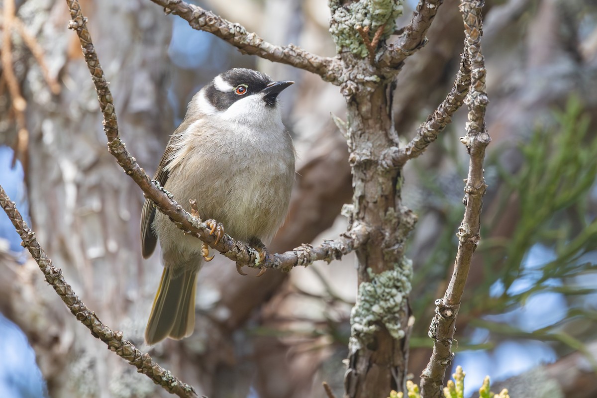 Mielero Picudo - ML646563155