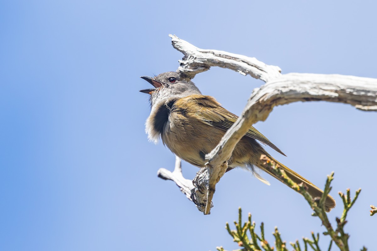 Silbador Oliváceo - ML646563157