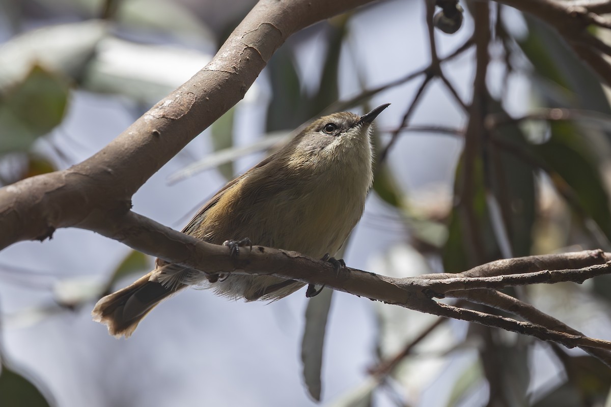 Sedosito Tasmano - ML646563158
